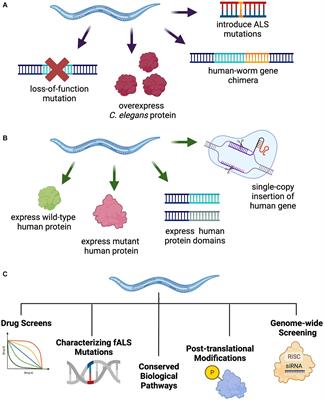 Simple models to understand complex disease: 10 years of progress from Caenorhabditis elegans models of amyotrophic lateral sclerosis and frontotemporal lobar degeneration